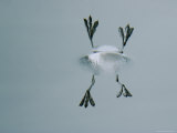 The Webbed Feet of a Phalarope are Reflected in the Water