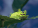 Close-up of a Caterpillar Eating a Leaf