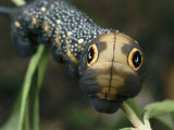 Hawk Moth Caterpillar Inflating its Thorax as a Defense Mechanism