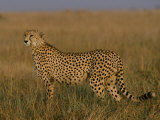 African Cheetah Standing in the Grass