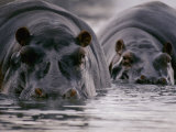 Two Hippopotamuses with Their Faces Half Submerged in the Water