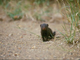 A Mongoose Looks at the Photographer