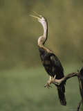 An American Anhinga or Darter Bird Calls from a Branch