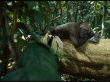 A Gorilla is Ready for a Nap