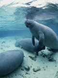 An Underwater Shot of Florida Manatees
