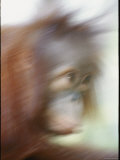 A Motion-Blurred Portrait of a Young Orangutan