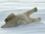 Polar Bear Rolling in the Snow
