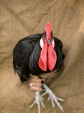 A Minorca Rooster is Held against a Burlap Background