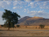 Desert Landscape with Trees