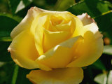 Close View of a Rose