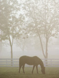 A Thoroughbred Gelding Crops the Bluegrass at the Kentucky Horse Park