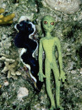 A Burrowing Clam Surveys an Alien Doll in the Western Pacific