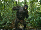 A Gorilla Beats its Chest to Achieve Recognition Within its Group