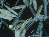 Diatoms