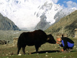 A Woman Bows to Greet a Yak in Pakistan