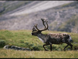 A Bull Caribou