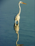 A Great Blue Heron Stands in the Water