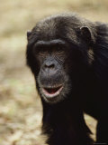 A Close-up of One of the Many Chimpanzees Studied by Jane Goodall at Gombe Stream National Park