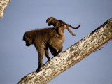 A Female Olive Baboon Carries Her Baby on Her Back
