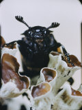 Extreme Close-up of a Beetle on a Lichen