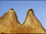 Close View of the Twin Humps of a Bactrian Camel