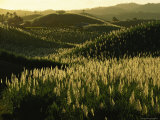 Sugarcane Field Near Likuri Harbor