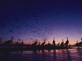 Cranes Silhouetted against a Twilight Sky