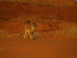 A Mountain Lion Walks Across the Arid Landscape