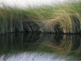 Aquatic Grasses Blow in the Wind