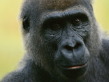 Close View of a Western Lowland Gorilla