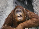 Vocalizing Orangutan