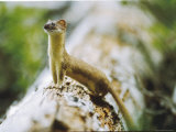 Ermine on a Log