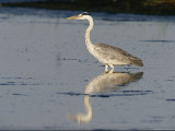 A Gray Heron Hunts in Shallow Water