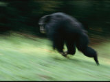 A Wild Male Chimpanzee Showing Dominance Behavior