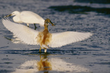 A Squacco Heron Spreads His Wings While Consuming a Fish it Has Caught