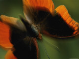 A Close View of a Butterfly