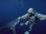 A Blue Shark Bites the Hand of a Diver Wearing a Chain Mail Suit