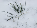 Close View of Blades of Grass Poking Through the Snow