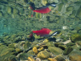 Sockeye Salmon  Also Called Red Salmon  and its Reflection