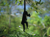 A Monkey Hangs from a Tree by His Tail