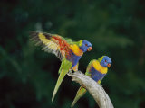 Brightly Colored Lorikeets Perch on a Branch