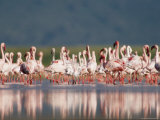 A Crowd of Lesser Flamingos Gathered on the River