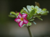 Close View of a Tree Blossom Wet with Dew
