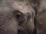 Close-up of an African Elephant