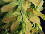 A Close View of Japanese Maple Seed Pods