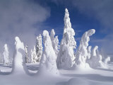 A Heavy Blanket of Snow and Fog Cover a Group of Pine Trees
