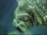 Walrus at Point Defiance Zoo