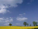 Blue Sky Covers a Yellow Field Dotted with Green Trees