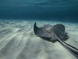 A Southern Stingray Swims Near the Ocean Bed