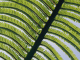 A Close View of a Fern